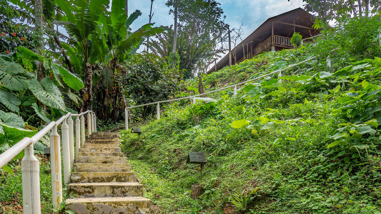 Birding Lodges of the World: Choco Lodge – Reserva Canandé, Ecuador