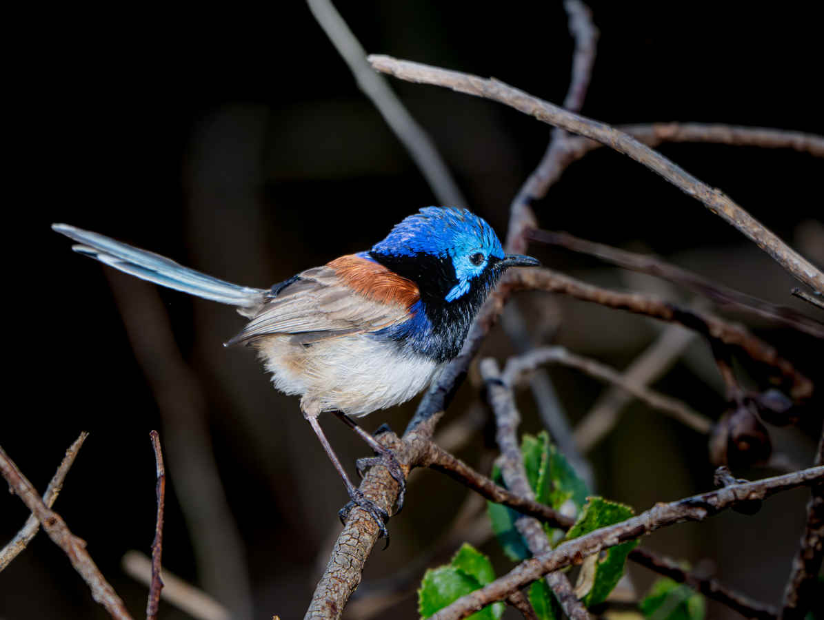 Three Photos: Fairy-wrens