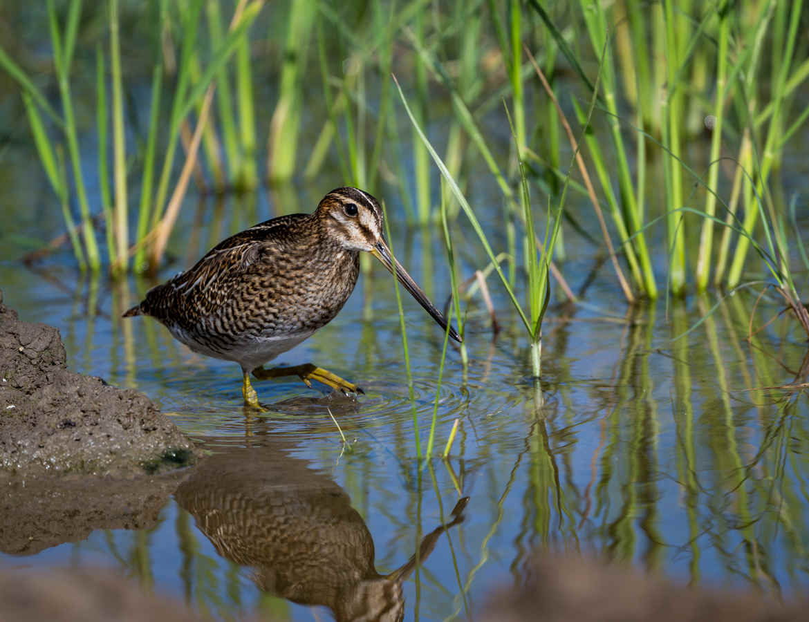 Birding Shanghai in September 2025