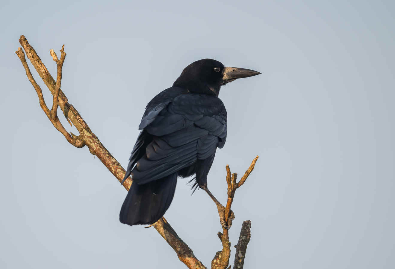 Ask a Birder: How can the Intelligence of Different Bird Species be Measured?