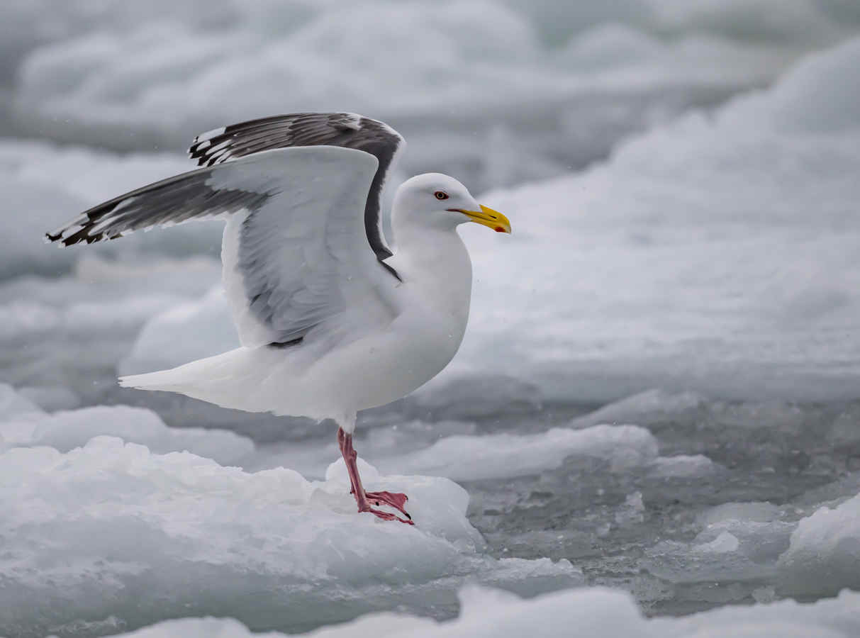 Feathered Foes: Ten Reasons To Hate Birds