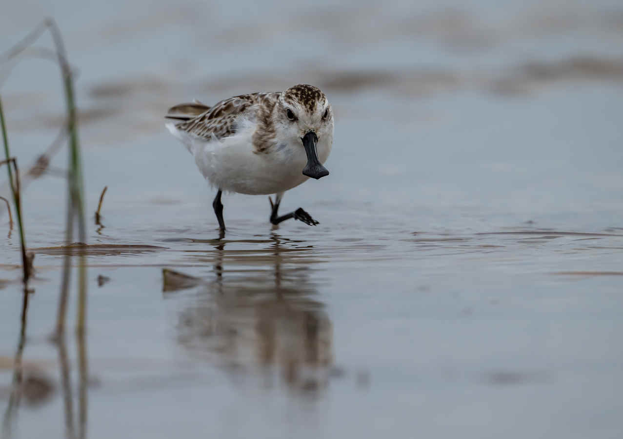 Ask a Birder: Is Birding Addictive?