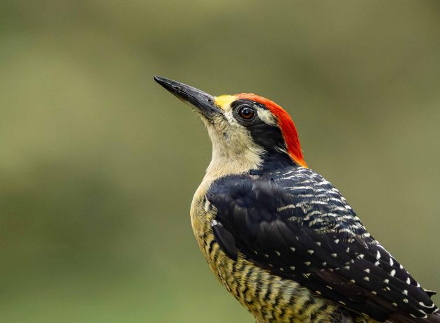 black-cheeked woodpecker