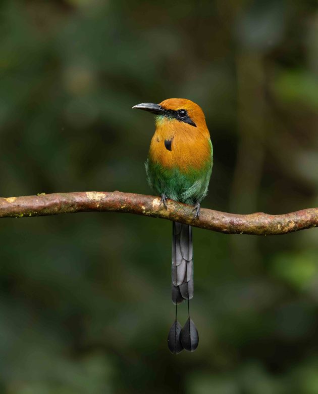 broad-billed motmot