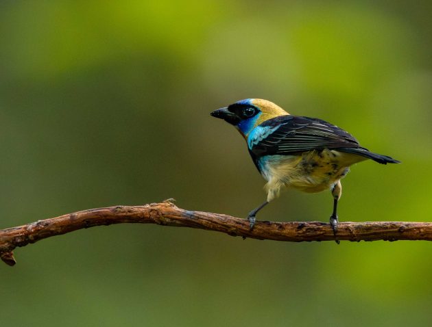 golden-crowned Tanager