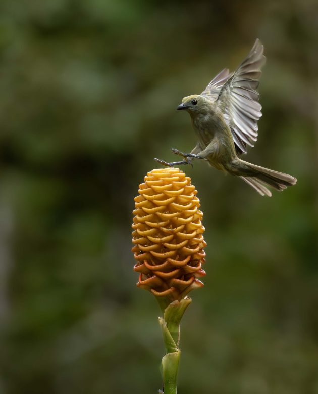 Palm Tanager