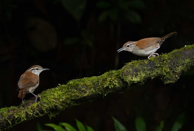 Rufus and White Wrens