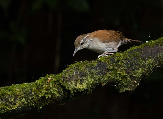 rufous and white wren