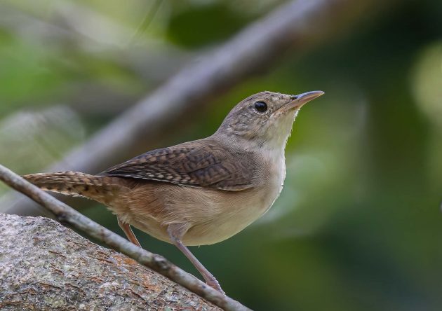 house wren