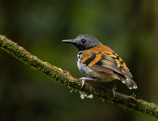 spotted antbird