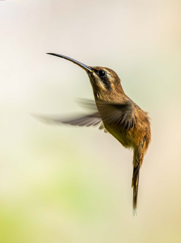Striped-Throated Hermit
