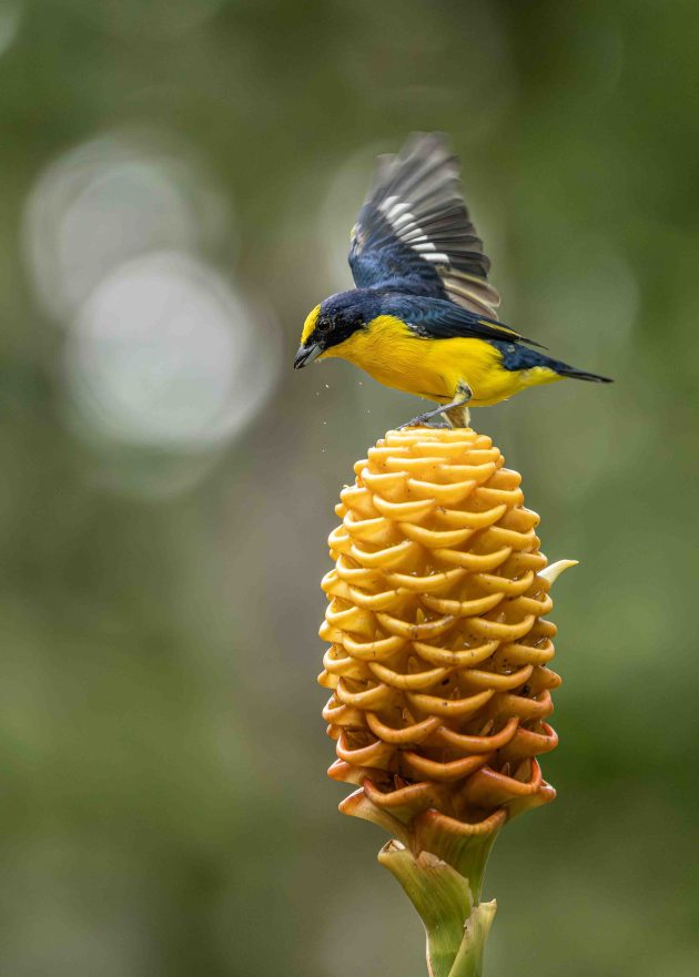 thick-billed euphonia