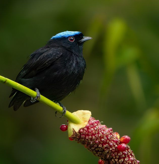 Velvety Manakin (Male)