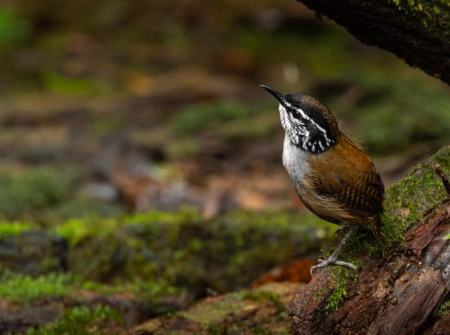 5 Wrens I’ve Met (So Far) on My Birding Adventures.