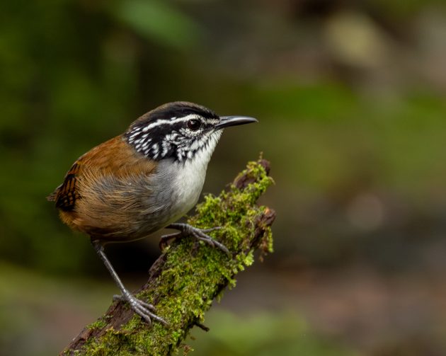 white-breasted wood wren