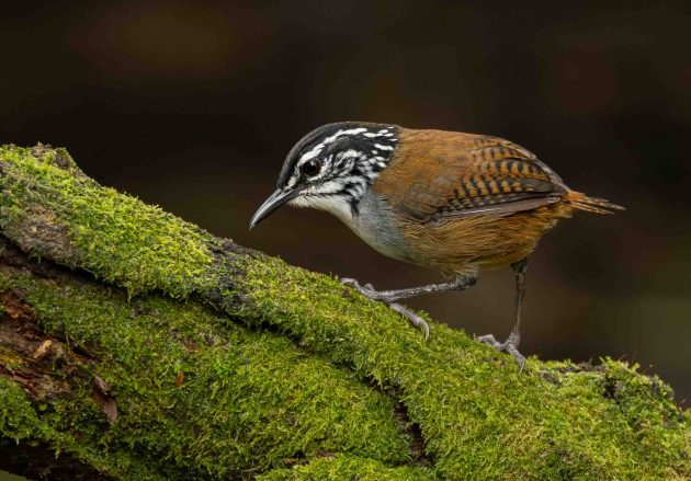 white-breasted wood-wren