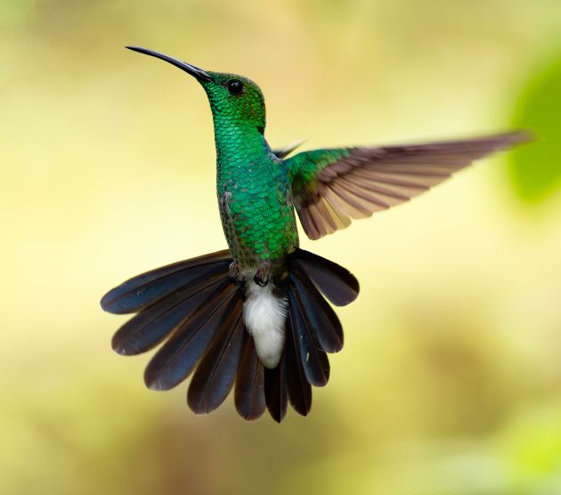 White-vented Plumeleteer