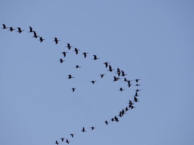 Invaders from the Continent