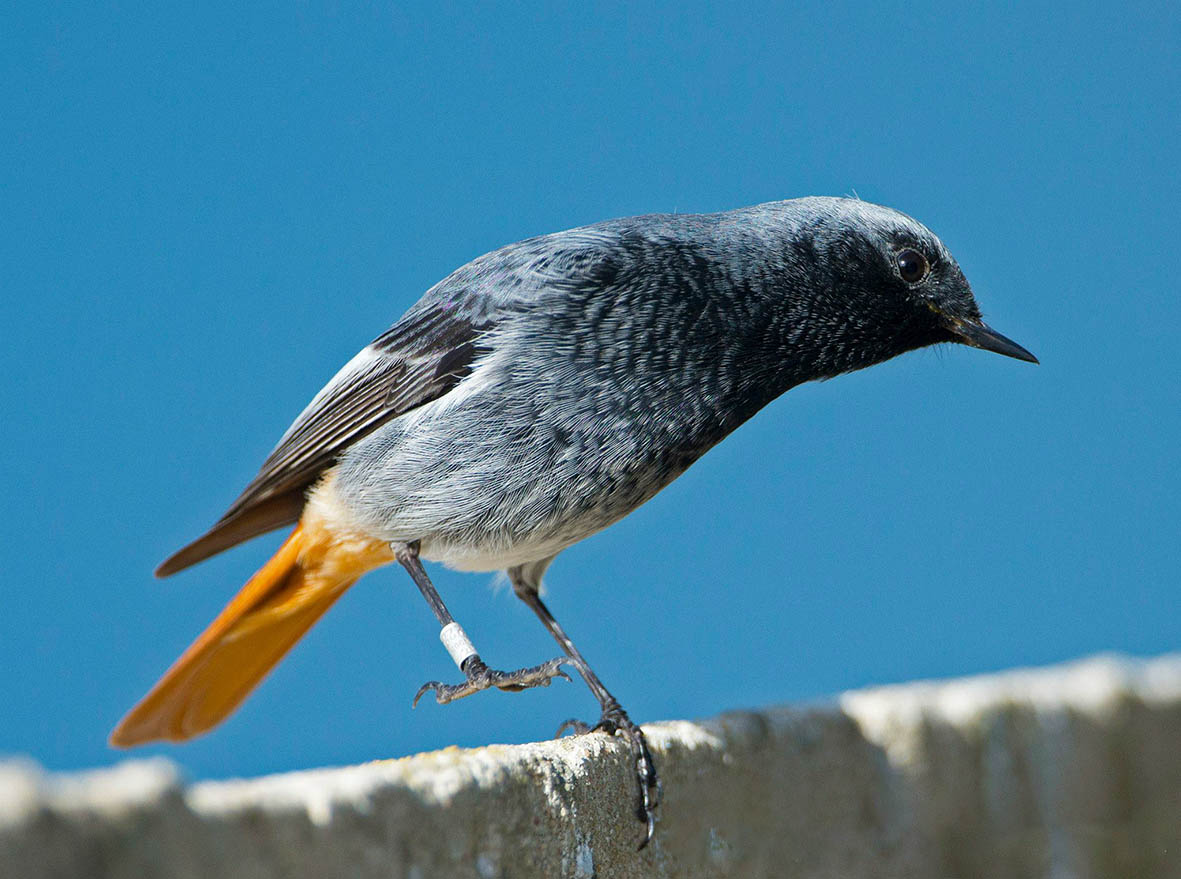 Species Turnover