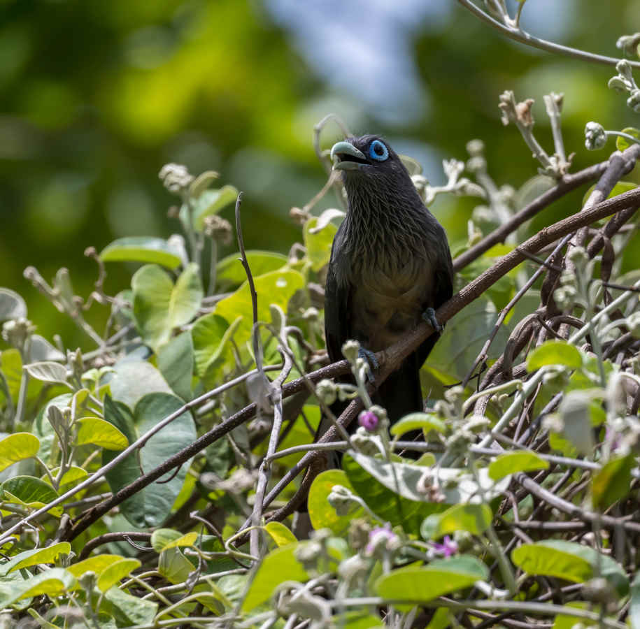Things That Make Birds Cringe