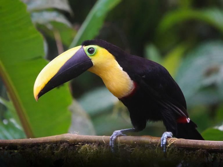Ecuador’s Andean Chocó: Birding Across Altitudes - 10,000 Birds