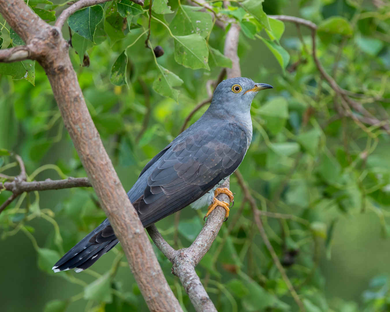 Ask A Birder: What causes rare birds to show up?