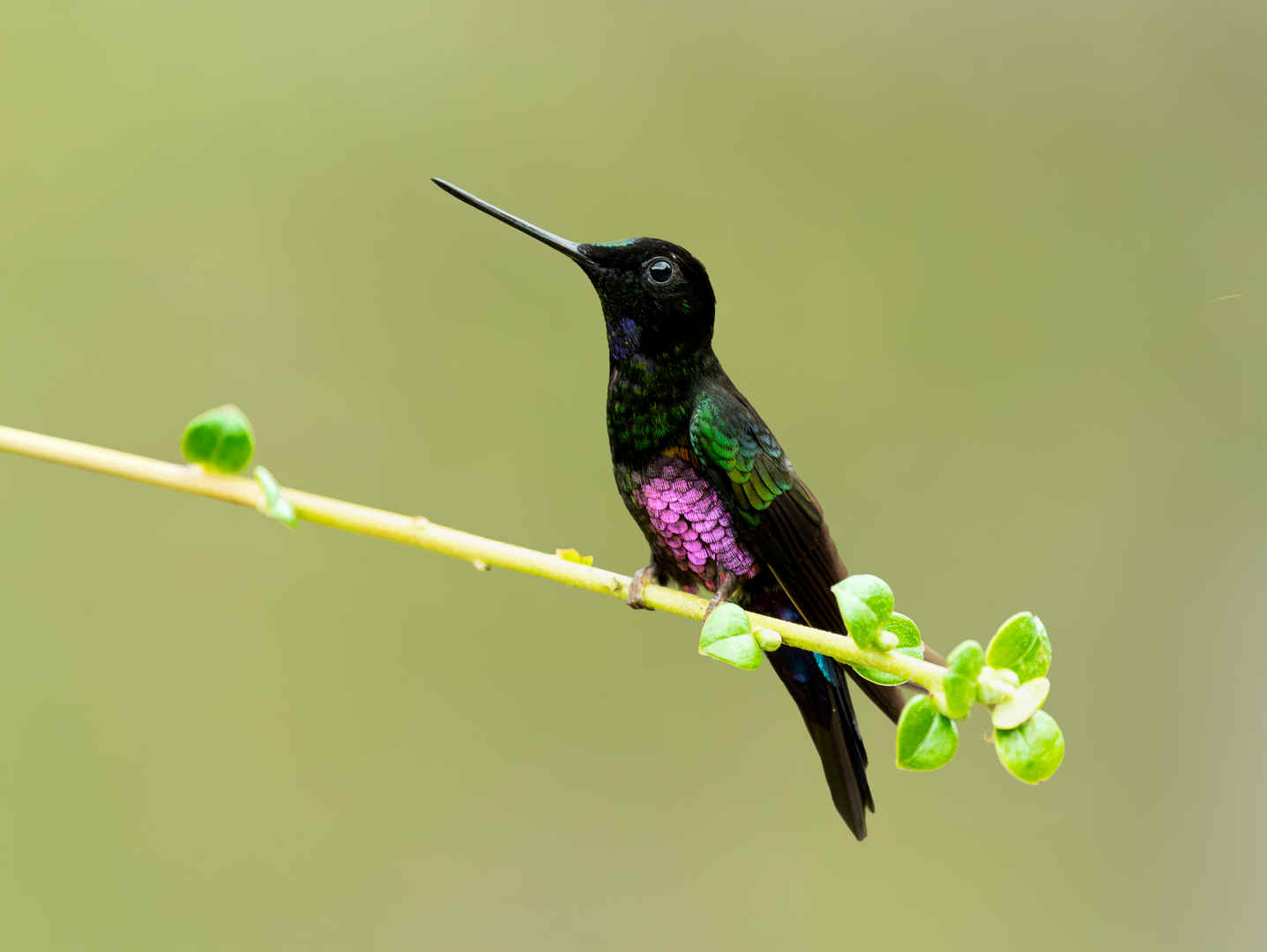 Three Photos: Endemic and Near Endemic Colombian Hummingbirds