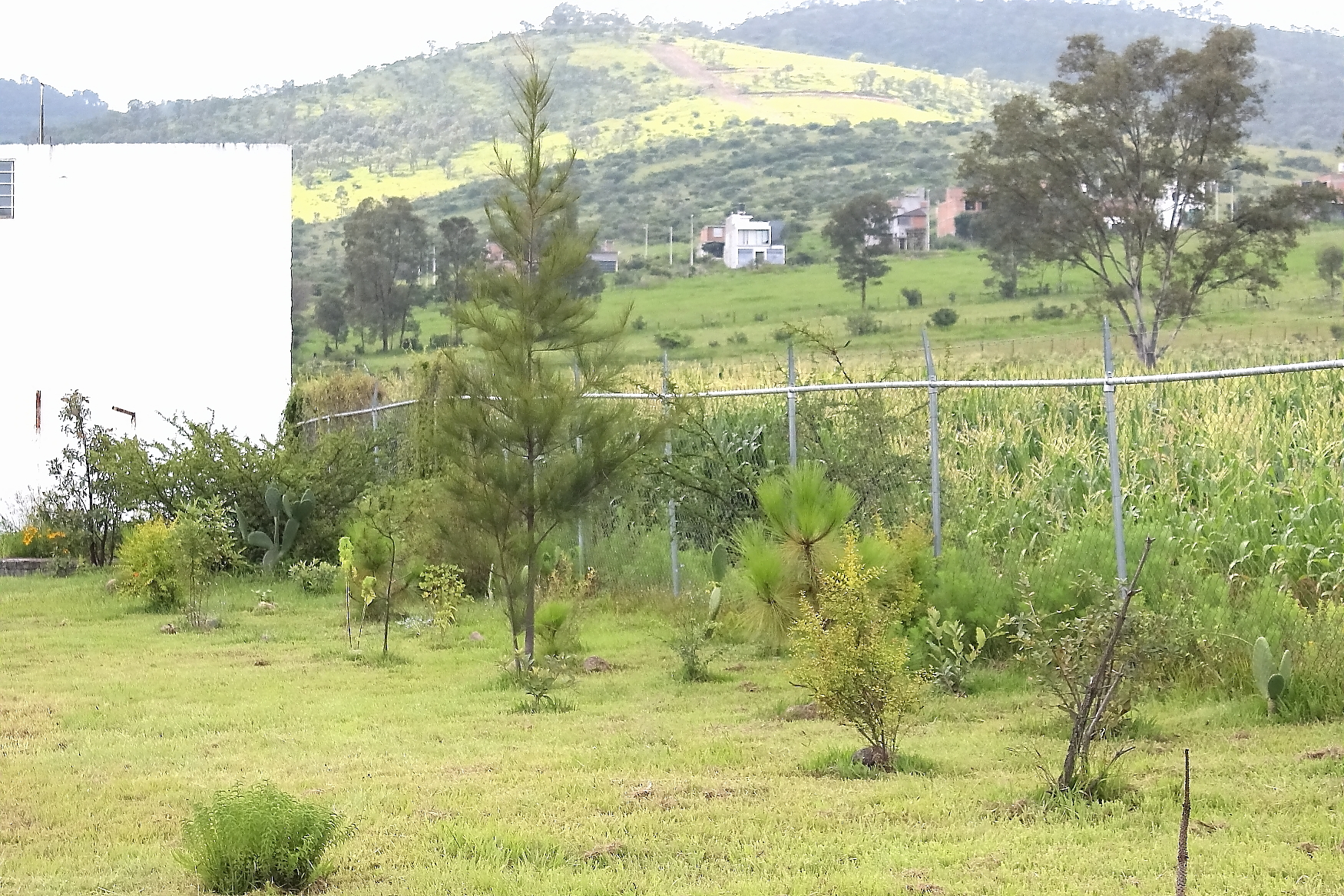 Afforestation 2025