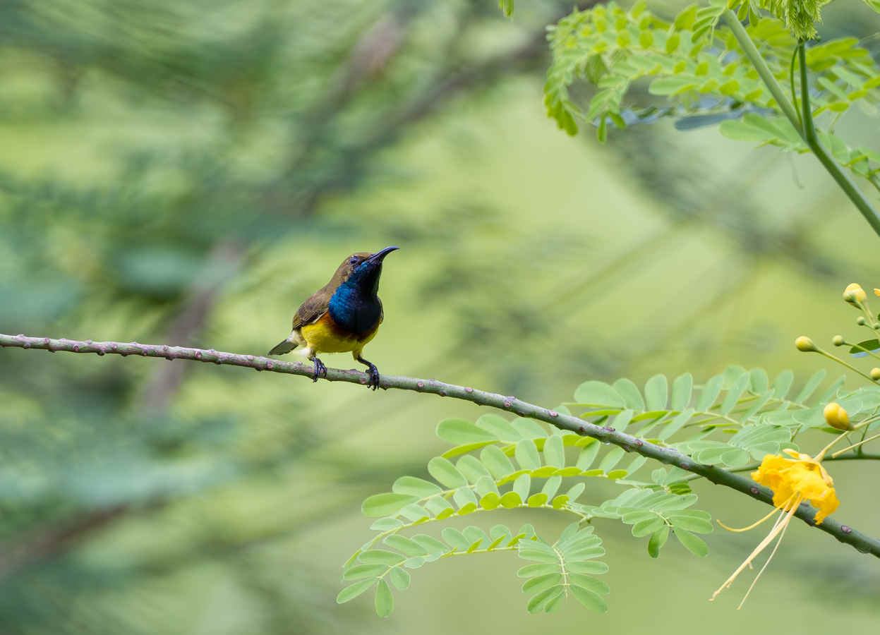 The Perils of Modern Birding Tours