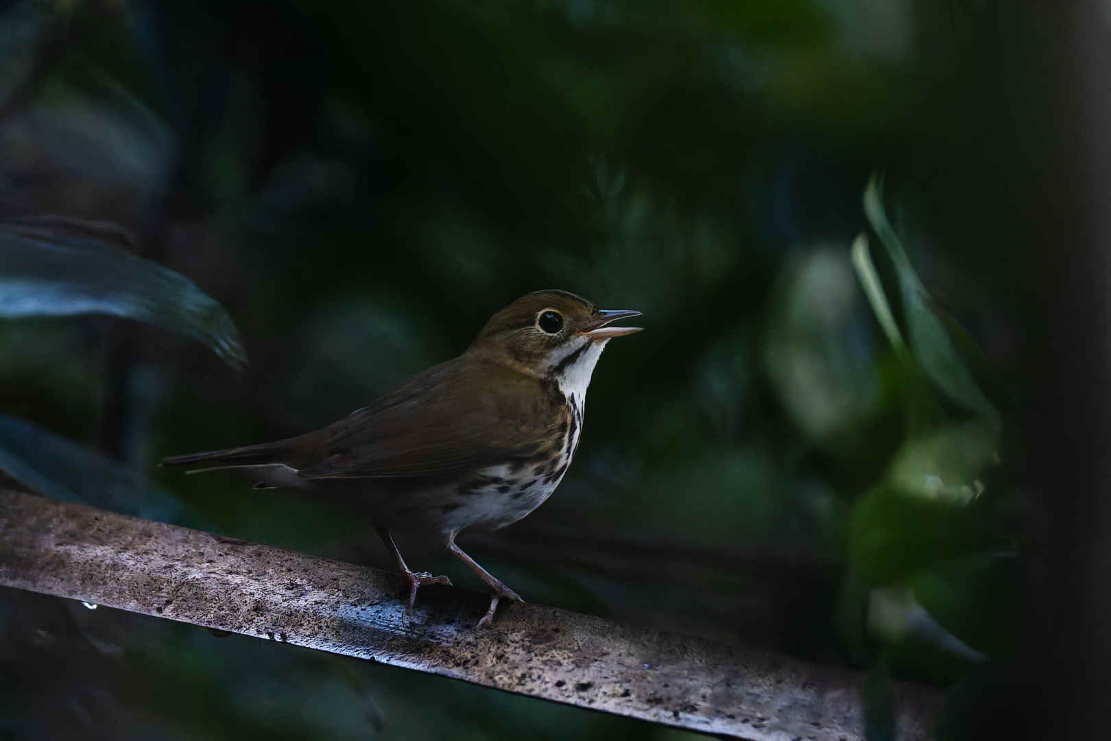 How Birdy is South Florida during a Global Big Day?