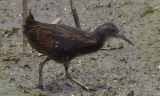 Ornithological history and a confluence of events