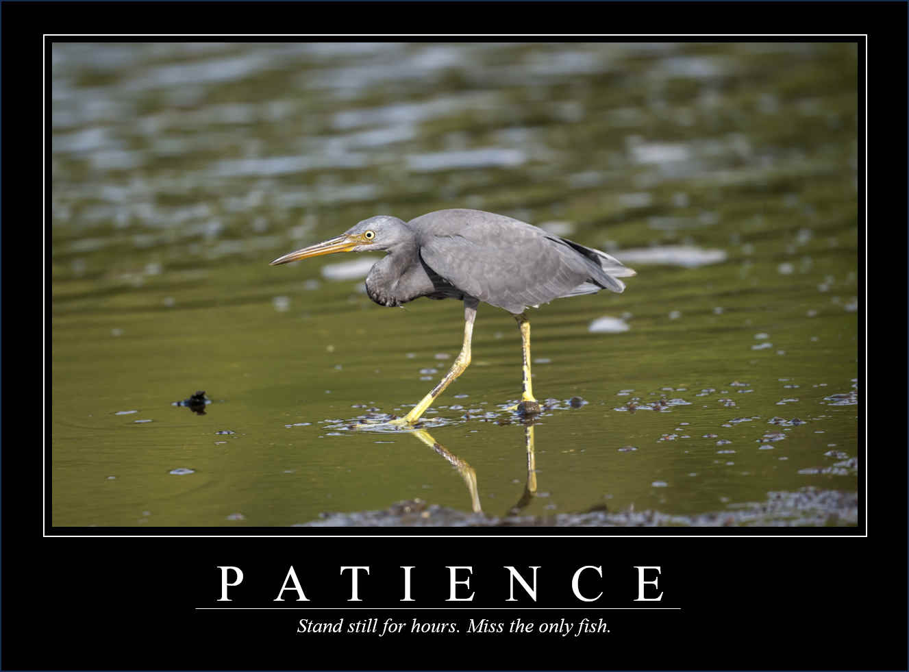 Demotivational Posters for Birds (V)