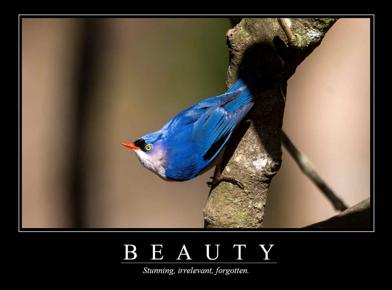 Demotivational Posters for Birds (X)