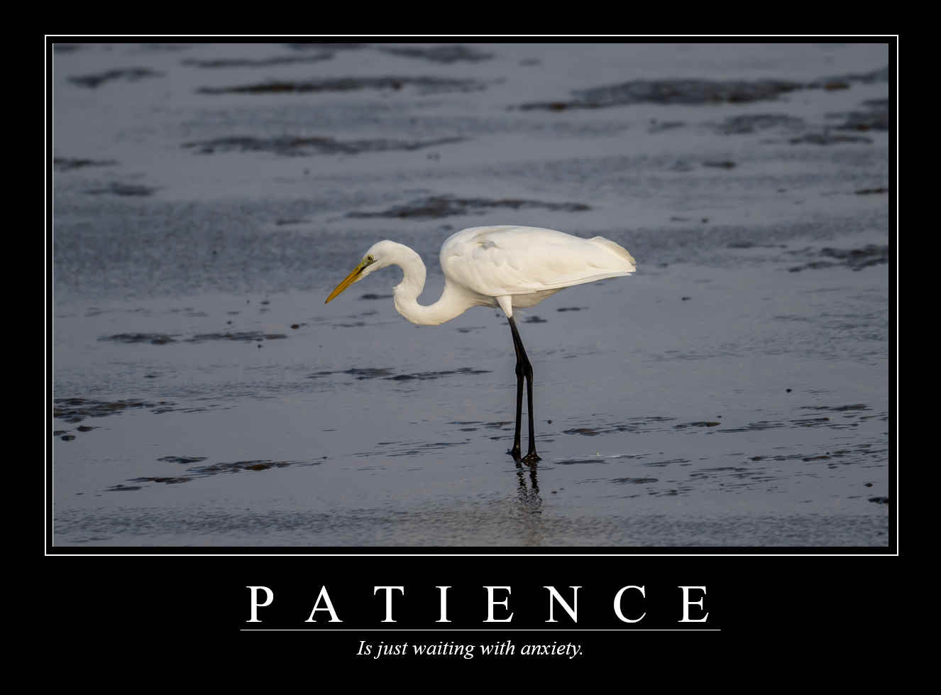 Demotivational Posters for Birds (VIII)