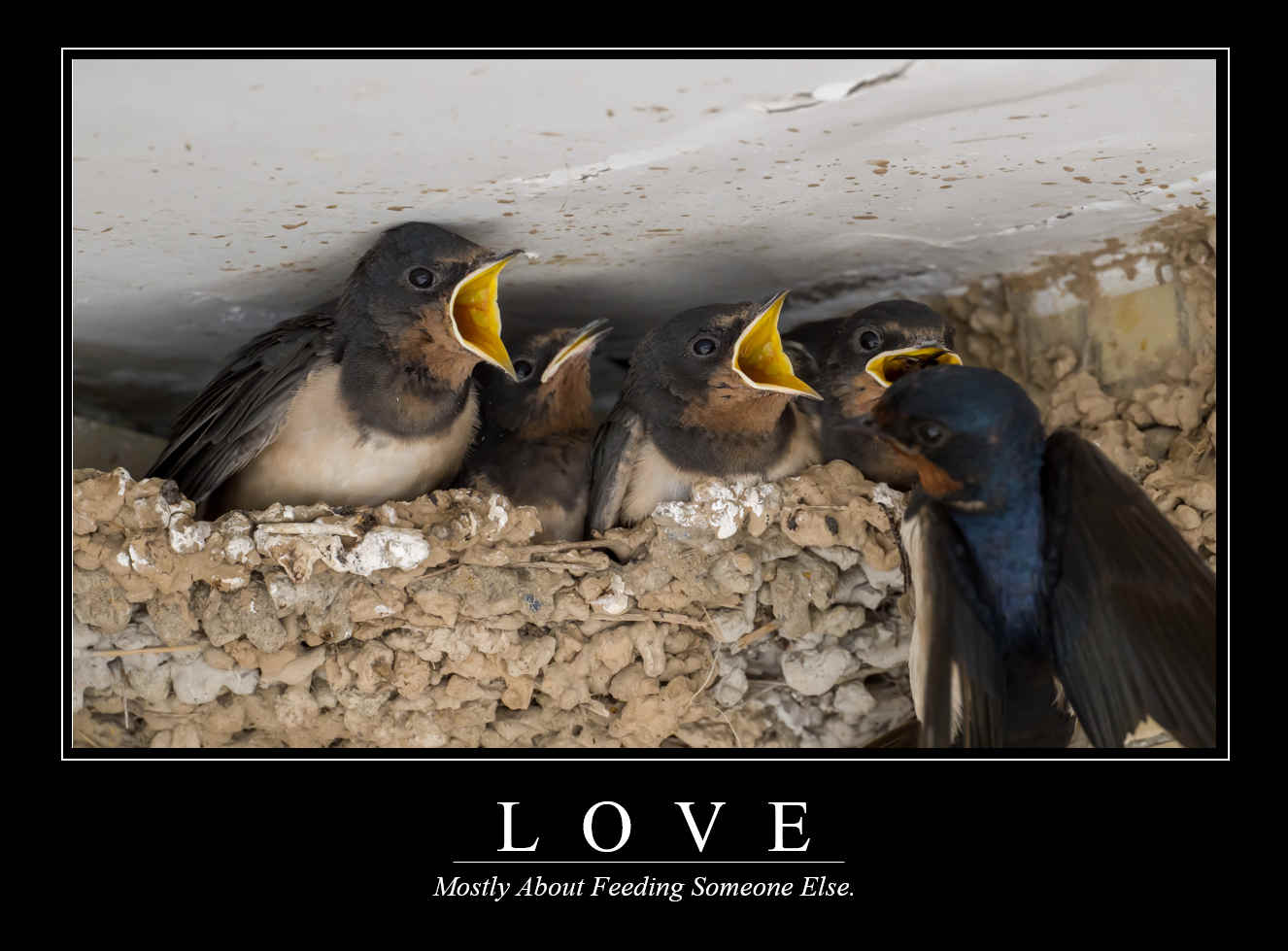 Demotivational Posters for Birds (IX)