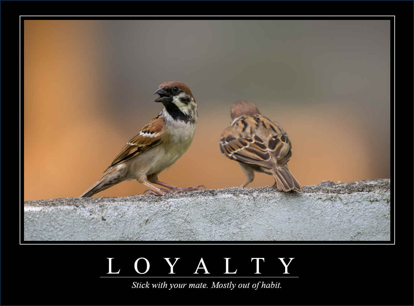 Demotivational Posters for Birds (IV)