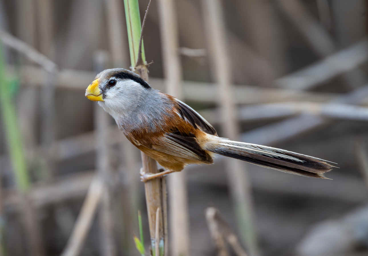 Ask A Bird Guide: What’s the hardest birding skill you’ve had to master — and how did you get better at it?