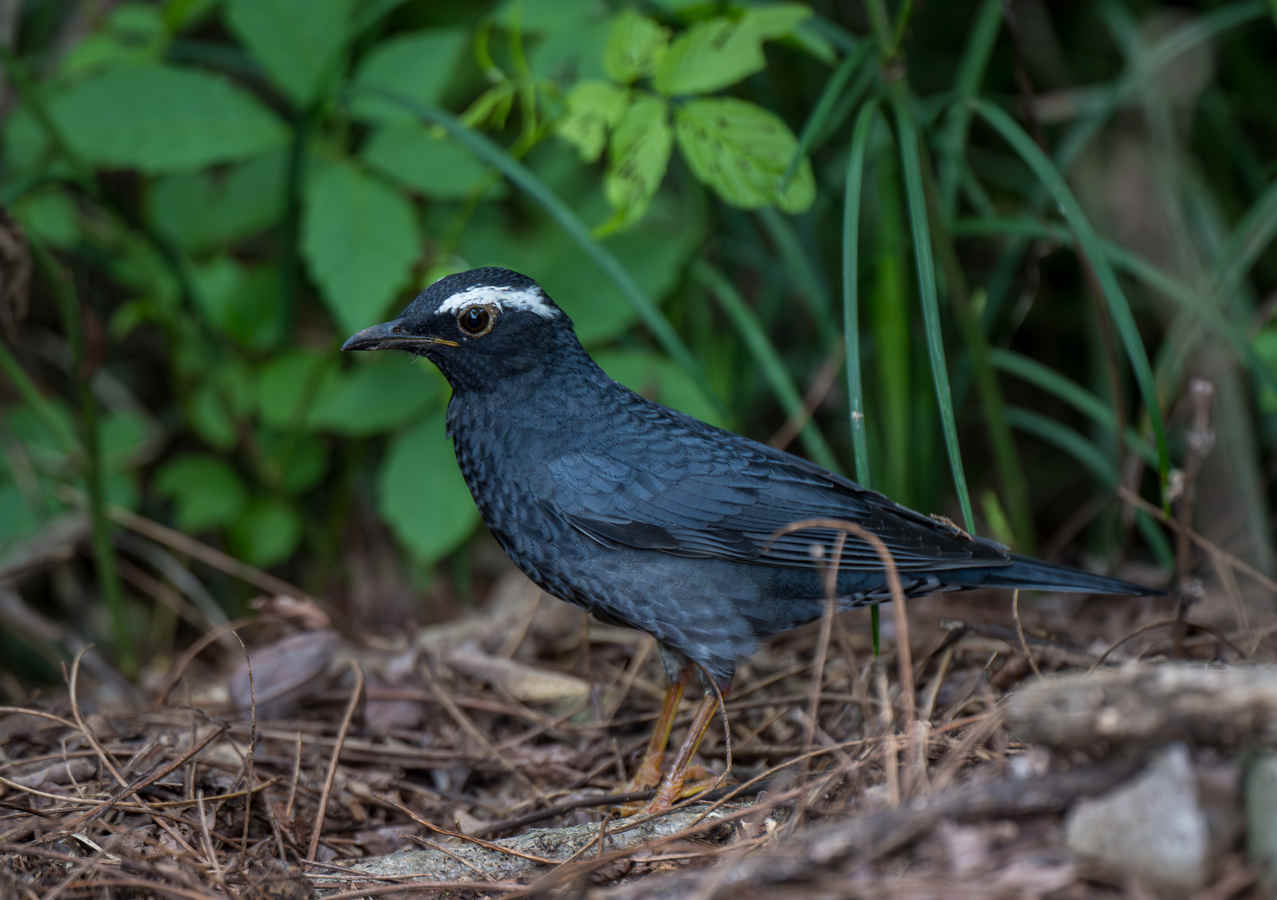 Birding Shanghai in October 2025