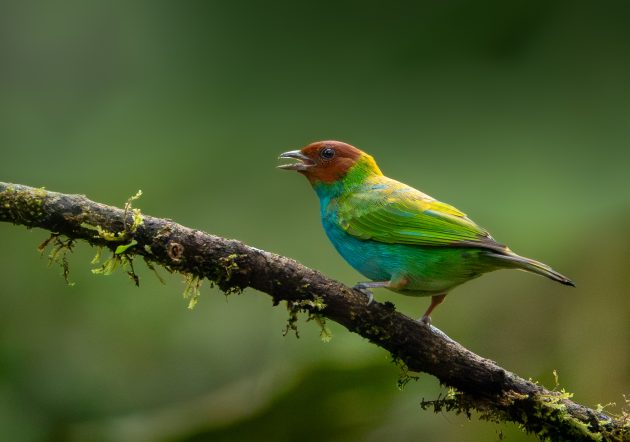 bay-headed Tanager