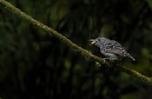 Black-crowned Antshrike