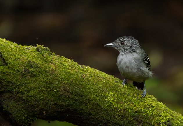 Black-crowned Antshrike