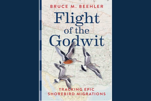 Flight of the Godwit: Tracking Epic Shorebird Migrations