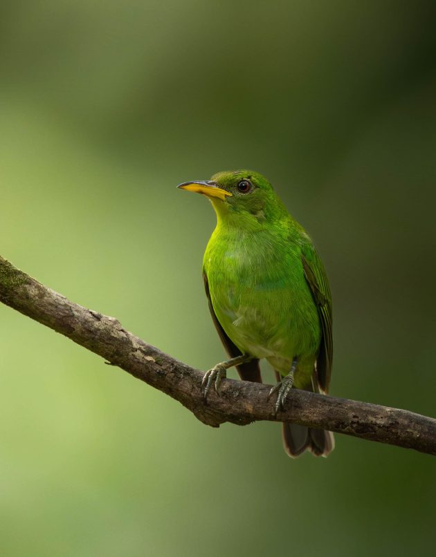 Green Honeycreeper (female)