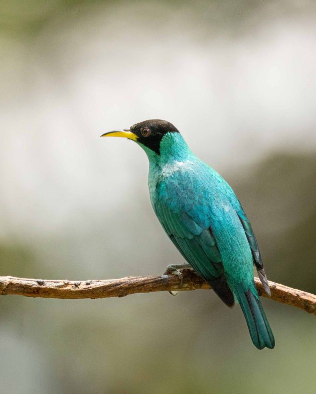 Green Honeycreeper (male)