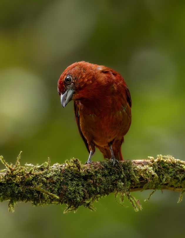 Hepatic Tanager