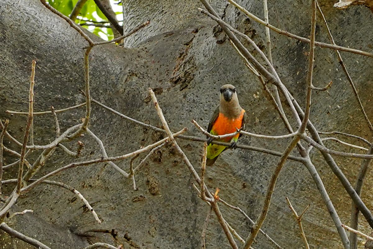 Birding by Bicycle: Around Lake Naivasha, Kenya