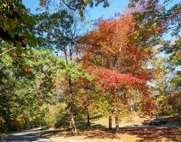 We Missed the Fall Migration: But Rock Creek Park Still Delivered