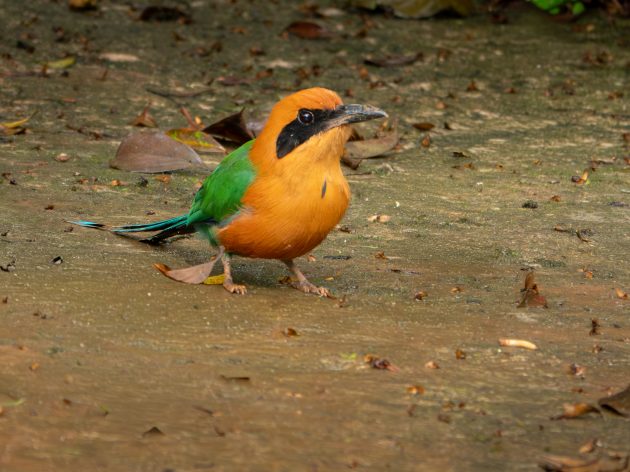 Rufous-breasted Motmot