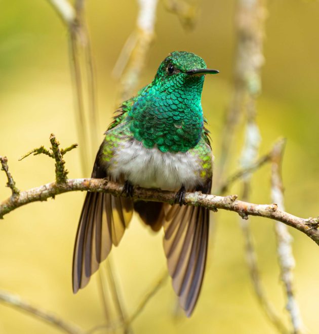 Snowy-bellied Hummingbird