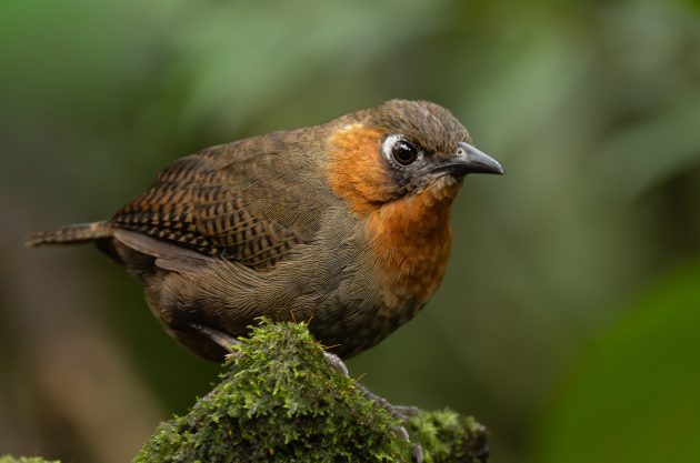 Song Wren